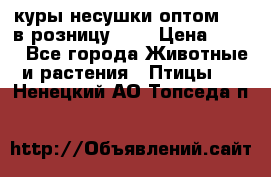 куры несушки.оптом 160 в розницу 200 › Цена ­ 200 - Все города Животные и растения » Птицы   . Ненецкий АО,Топседа п.